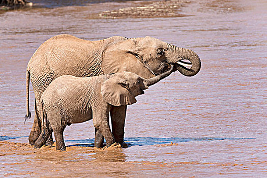 非洲象,幼兽,喝,河,萨布鲁国家公园,肯尼亚,非洲