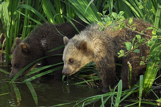 幼兽,棕熊,饮用水