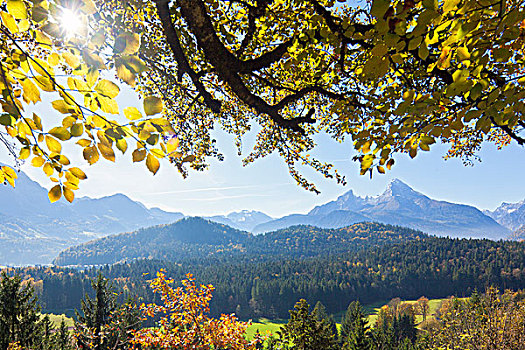 秋日树林,山地牧场,正面,瓦茨曼山,贝希特斯加登阿尔卑斯山,巴伐利亚,德国