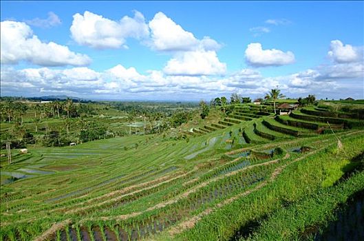 印度尼西亚,巴厘岛,稻田,乡村