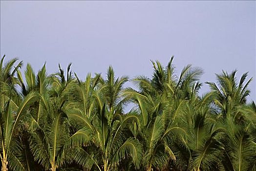 棕榈树,墨西哥
