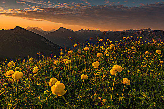 日出,后面,草地,花球,阿尔卑斯山,背景,提洛尔,奥地利,欧洲