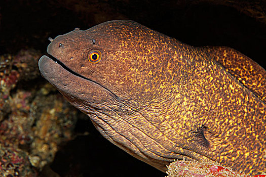 海鳗,裸胸鳝属,岛屿,哥斯达黎加,北美
