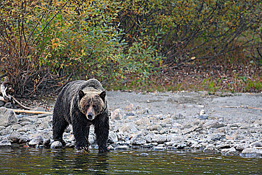 大灰熊,棕熊,加拿大