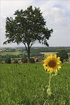 盛开,向日葵,正面,结构,风景,孤树,山,区域,黑森州,德国