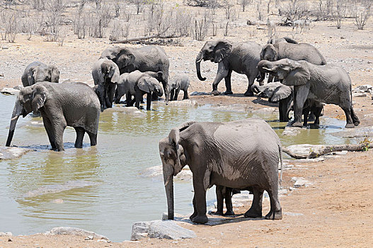 非洲,灌木,大象,非洲象,喝,水坑,幼兽,埃托沙国家公园,靠近,区域,纳米比亚