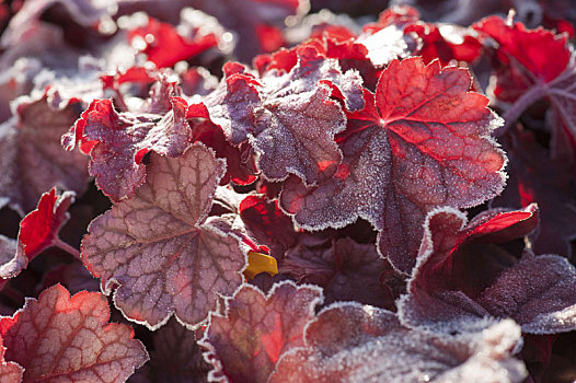 红叶,矾根属植物,紫色,白霜