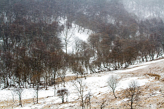 雪景