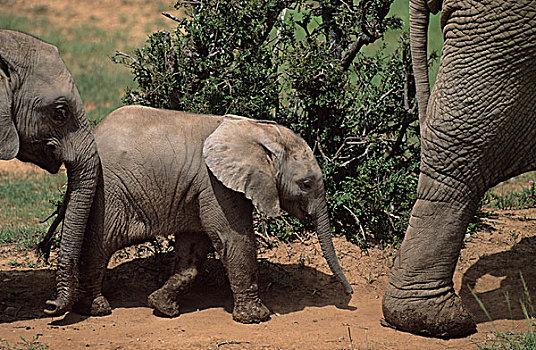 非洲象,幼兽,阿多大象国家公园,南非,非洲