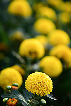 黄色大丽花菊花