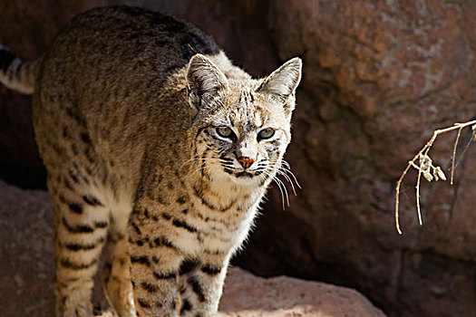 美国山猫,短尾猫,亚利桑那,美国