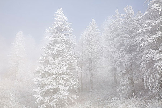 美国,科罗拉多,国家森林,树,白霜,雾,画廊