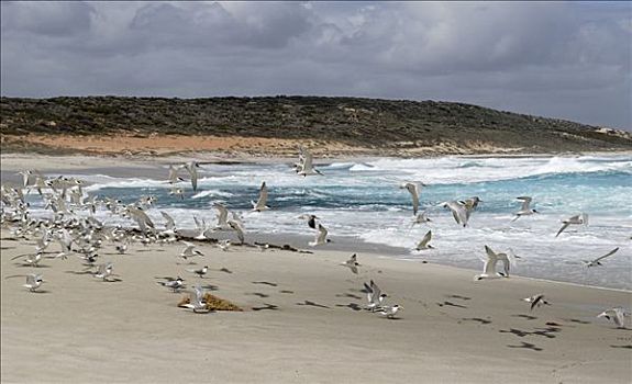 成群,燕鸥,迅速,湾,靠近,西澳大利亚,澳大利亚