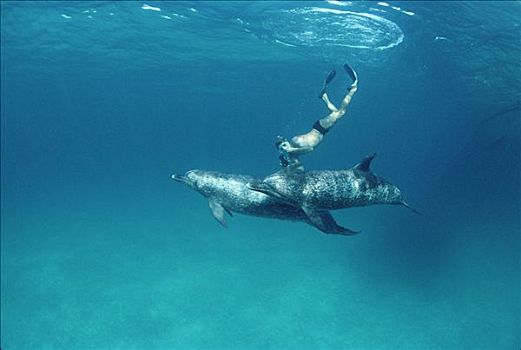 大西洋点斑原海豚,花斑原海豚,潜水,巴哈马