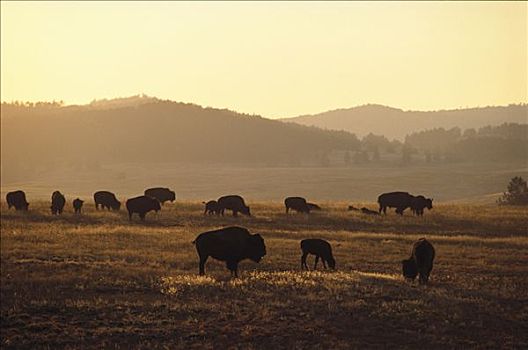 美洲野牛,野牛,牧群,放牧,草原,南达科他