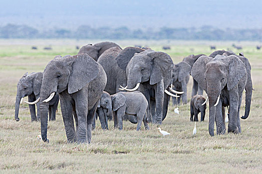 非洲,灌木,大象,非洲象,家庭,牧群,安伯塞利国家公园,肯尼亚