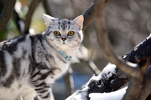 雪中的宠物猫