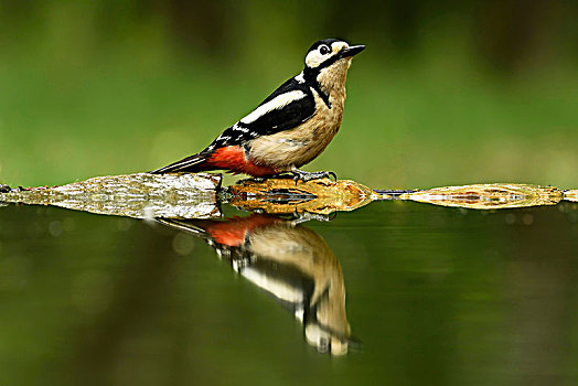 啄木鸟,大斑啄木鸟,靠近,水塘,反射,国家公园,匈牙利,欧洲