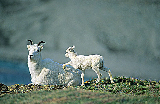 野大白羊,母羊,白大角羊,羊羔,德纳里峰国家公园,阿拉斯加,美国