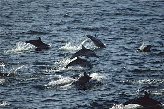 常见海豚,真海豚,旅行,大,交际,科特兹海,北下加利福尼亚州,墨西哥