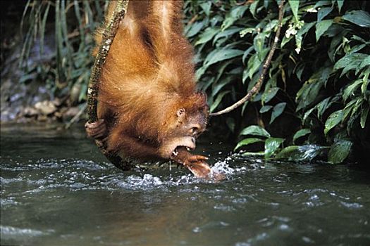 猩猩,黑猩猩,喝,河,古农列尤择国家公园,苏门答腊岛