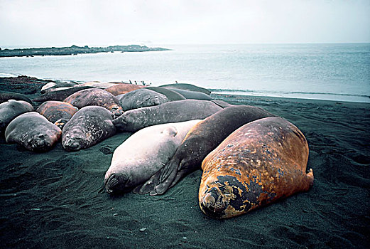 海豹,睡觉,海滩,新西兰