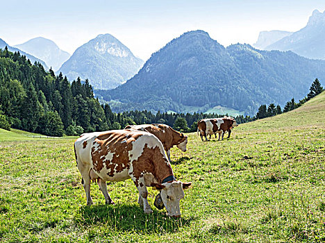 高山,草地,母牛,山景,萨尔茨堡