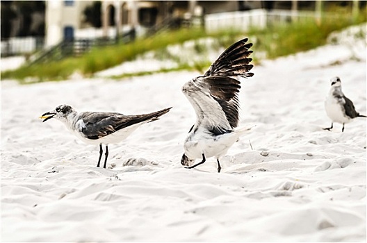 海鸥,海滩,沙子