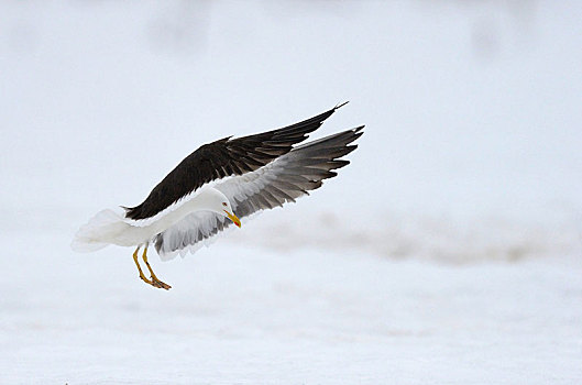 小黑背鸥,降落,雪中,北方,芬兰,欧洲