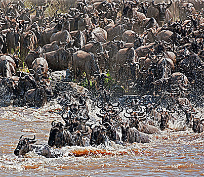角马,马拉河,迁徙,塞伦盖蒂国家公园,坦桑尼亚北部,马赛马拉国家保护区