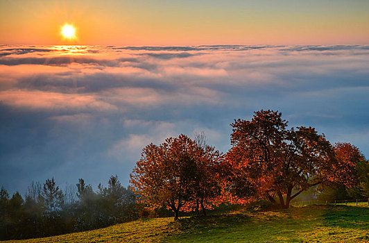 秋天,树,雾,日出,东方,丘陵地区,奥地利,欧洲
