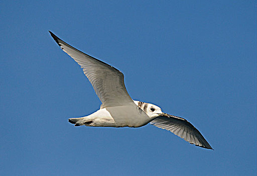 海鸥,成年,冬羽,飞行,下加利福尼亚州,墨西哥