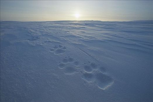 北极狼,狼,艾利斯摩尔岛,加拿大