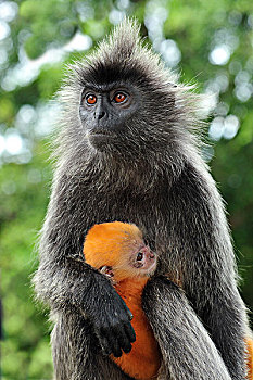 叶子,猴子,母亲,哺乳,幼兽,雪兰莪州,自然公园,马来西亚
