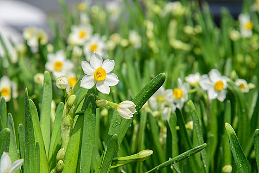 水仙花开