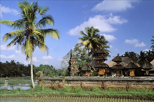 印度尼西亚,巴厘岛,庙宇,棕榈树,稻田