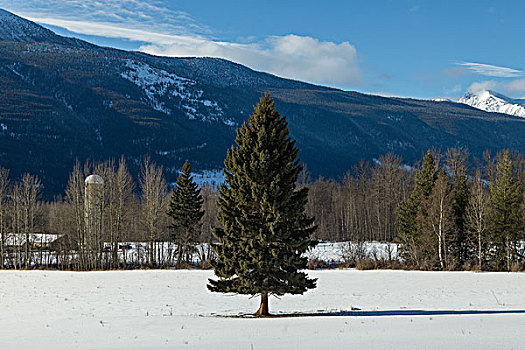 树,雪中,遮盖,地点,公路,不列颠哥伦比亚省,加拿大