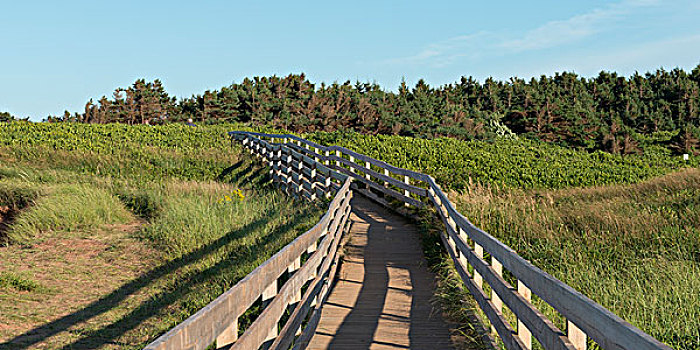 木道,小路,绿色,山墙,爱德华王子岛,加拿大