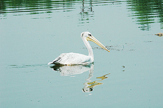 翠湖湿地野生动物