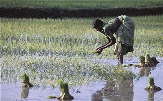 侧面,女人,种植,稻米,树苗,地点,泰米尔纳德邦,印度