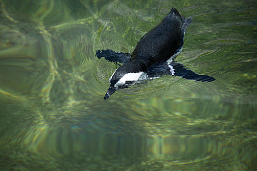企鹅,游泳