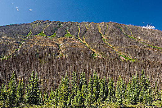 森林火灾,损坏,恢复,库特尼国家公园,不列颠哥伦比亚省,加拿大