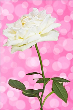 玫瑰花,粉色背景