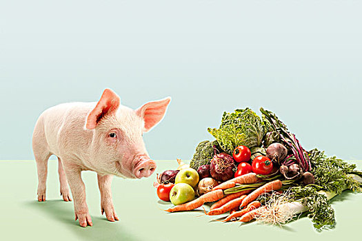 小猪,靠近,新鲜,蔬菜,棚拍