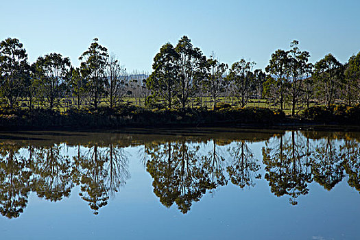 橡胶树,反射,河,靠近,南岛,新西兰
