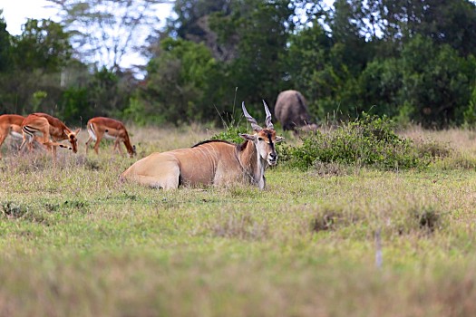 大羚羊,阿多大象国家公园