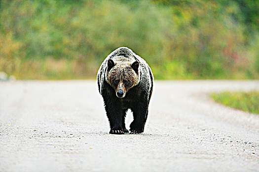 大,大灰熊,走,树林,服务,边远地区,土路,不列颠哥伦比亚省,加拿大