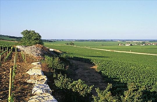 葡萄种植,靠近,勃艮第,法国