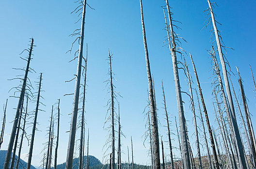 损坏,树,树林,顶峰,靠近,雷尼尔山国家公园,华盛顿
