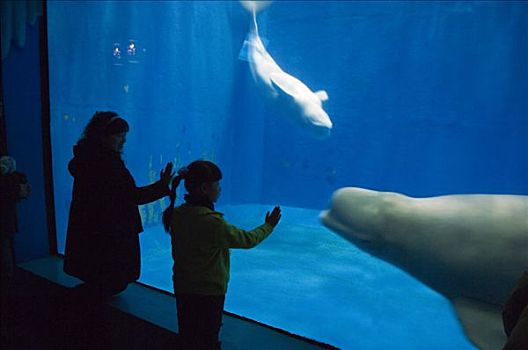 中国,东北,黑龙江,哈尔滨,极地,水族箱,女孩,看,小须鲸